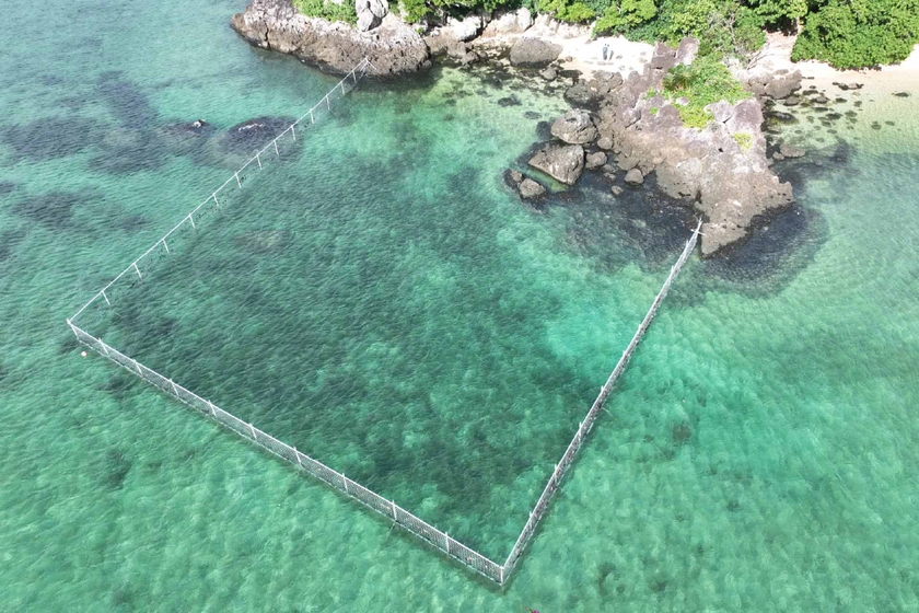 ウミショウブが生い茂る藻場