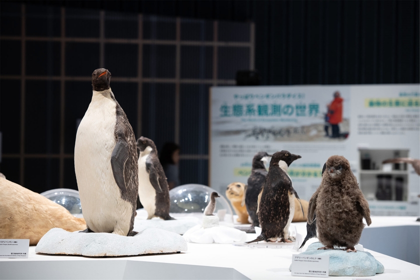 コウテイペンギン（左）などの剥製展示「顔出しドーム」